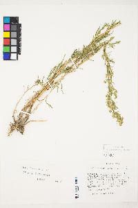 Artemisia dracunculus image