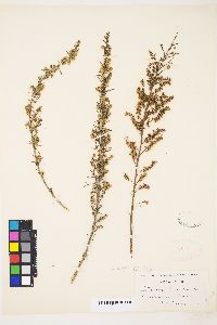 Artemisia dracunculus image