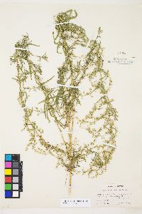 Artemisia dracunculus image