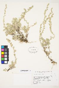 Artemisia frigida image