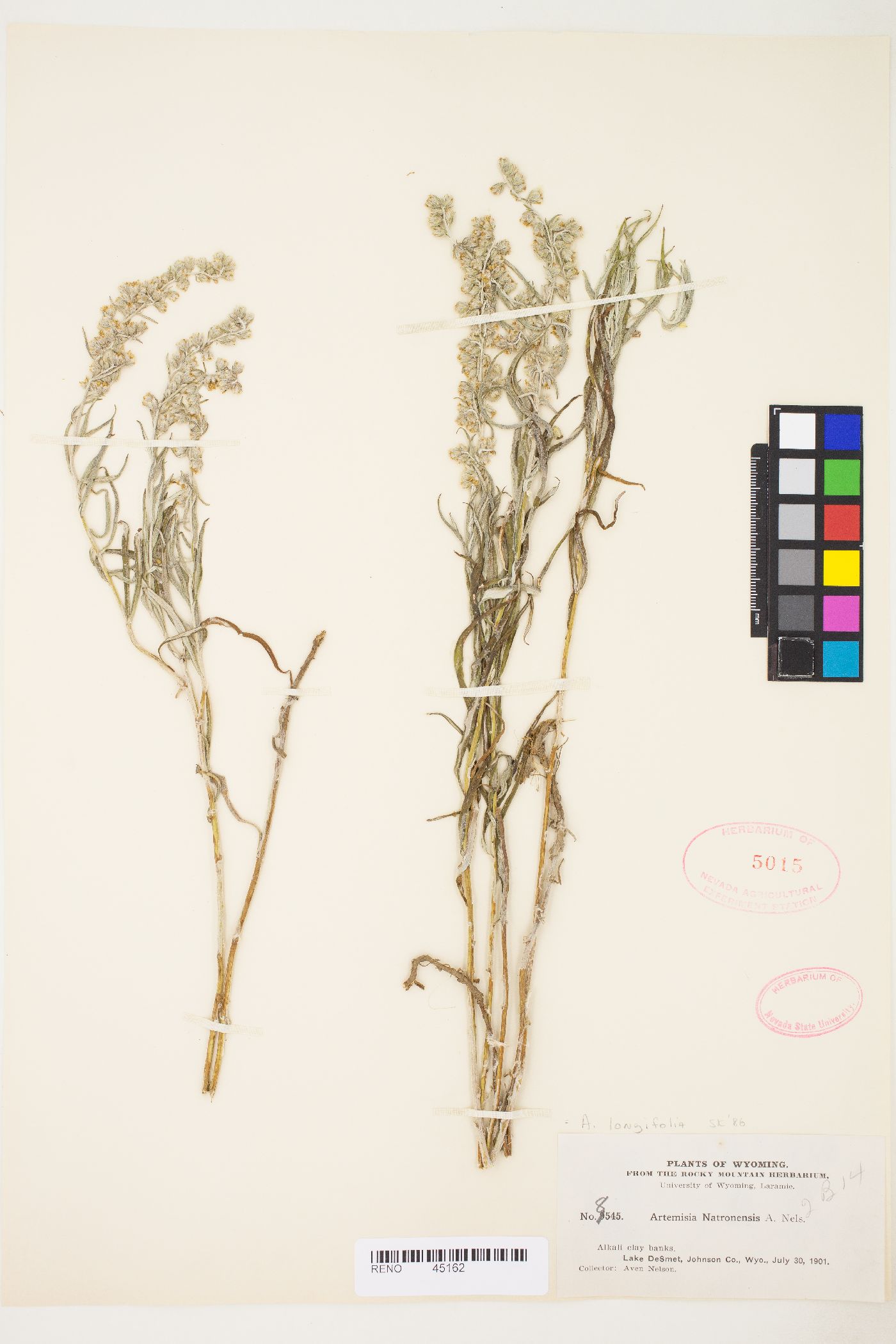 Artemisia longifolia image