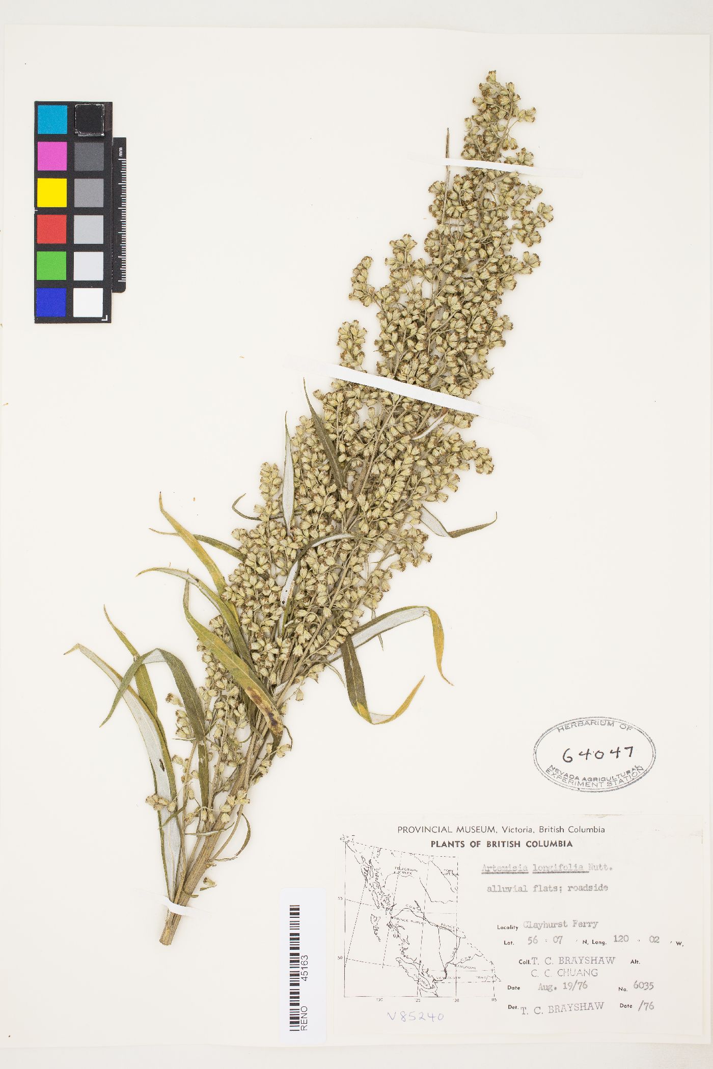 Artemisia longifolia image
