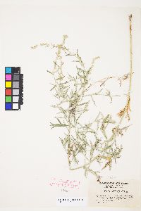 Artemisia ludoviciana subsp. albula image