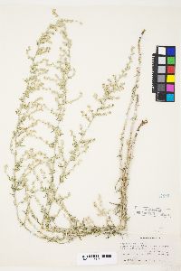 Artemisia ludoviciana subsp. albula image