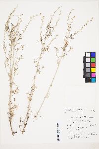 Artemisia ludoviciana subsp. albula image