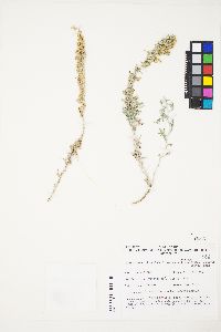 Artemisia ludoviciana subsp. albula image