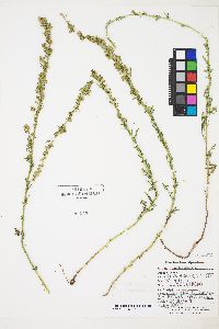 Artemisia ludoviciana subsp. incompta image