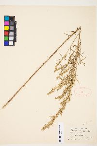 Artemisia ludoviciana subsp. mexicana image