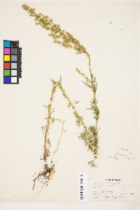 Artemisia michauxiana image