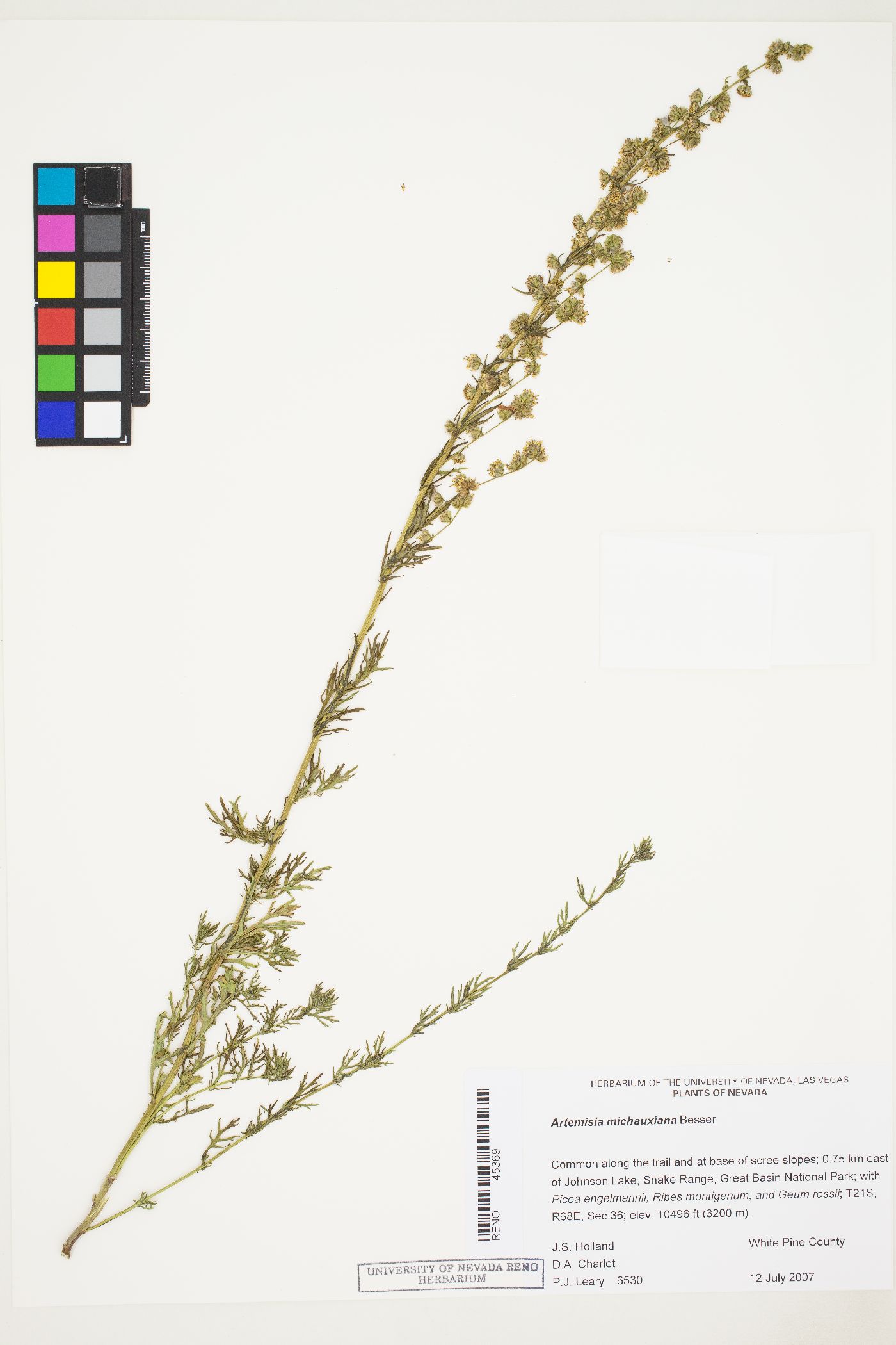 Artemisia michauxiana image