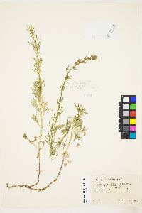 Artemisia michauxiana image