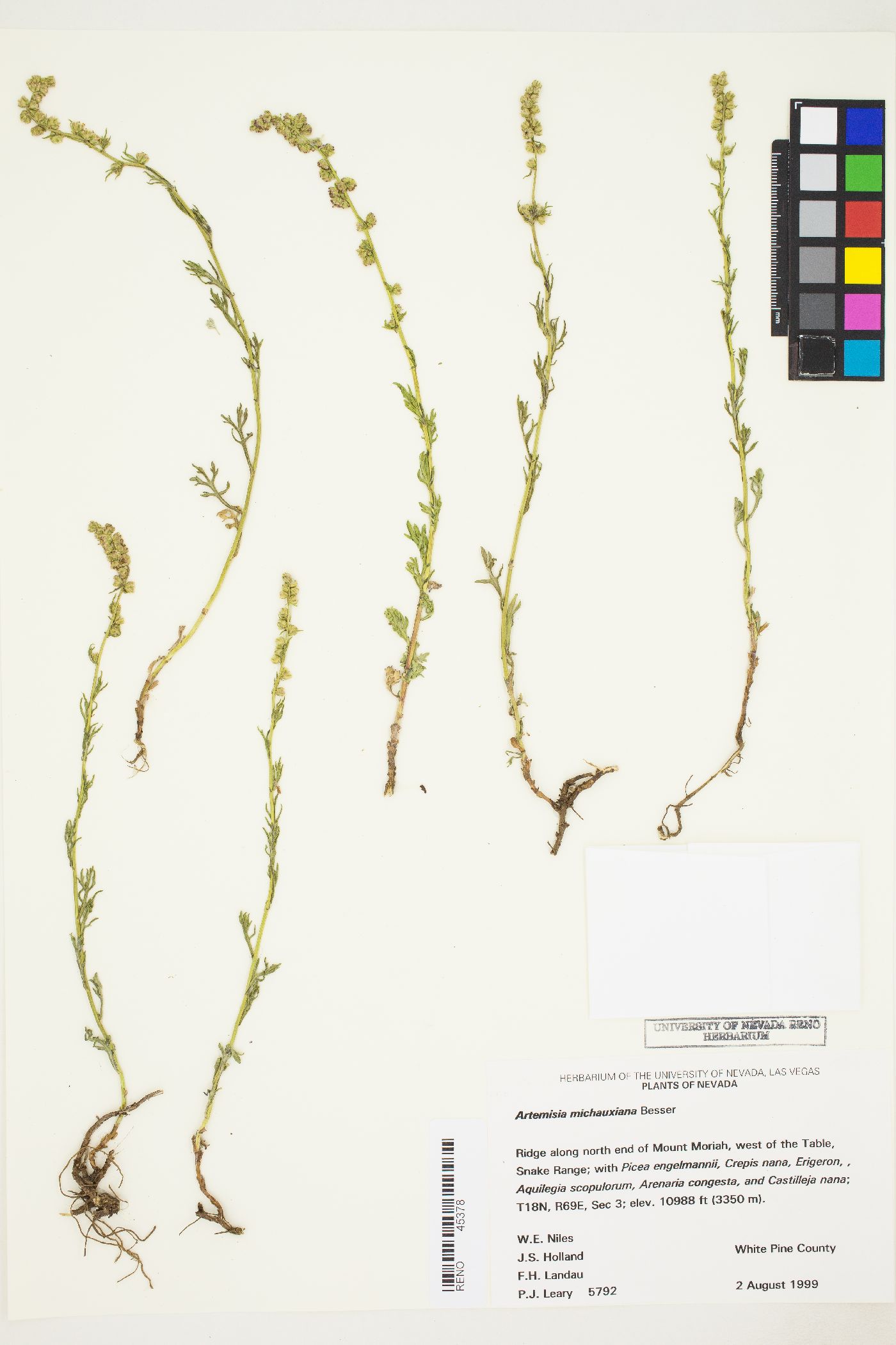 Artemisia michauxiana image