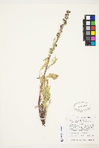 Artemisia norvegica image