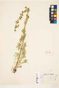 Artemisia norvegica image