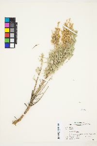 Artemisia arbuscula image