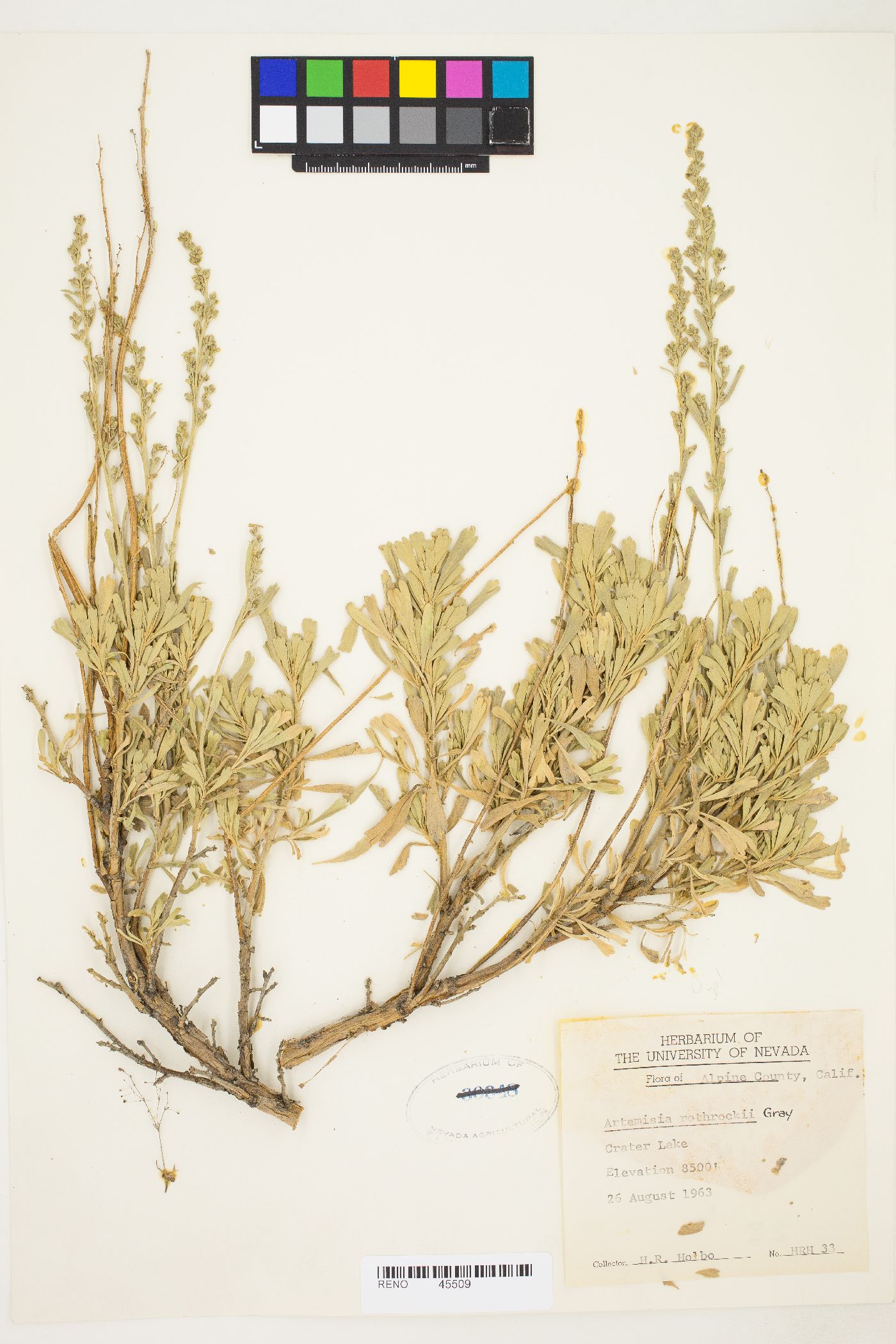 Artemisia rothrockii image