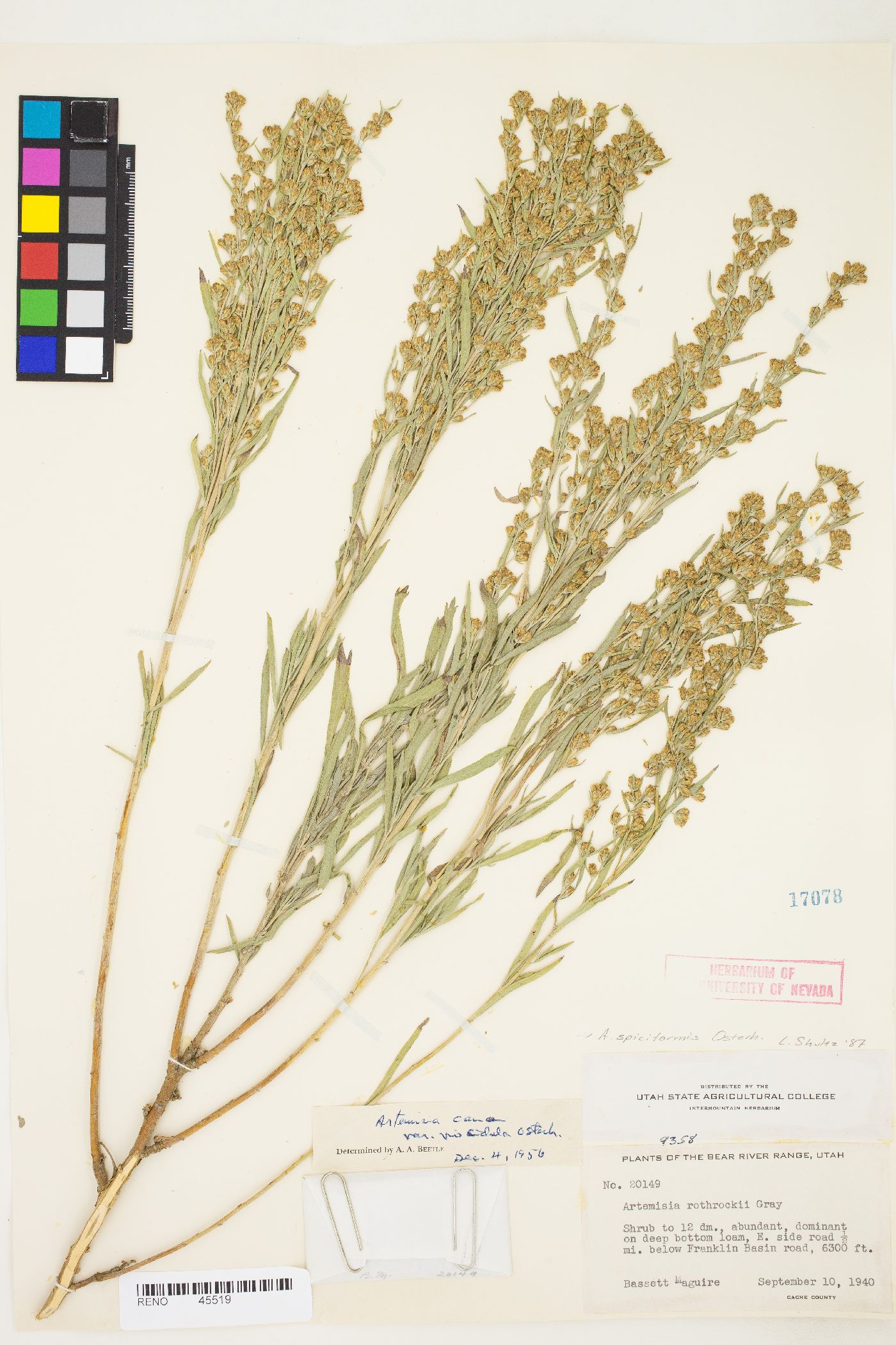 Artemisia cana image
