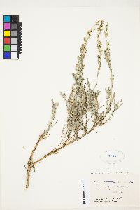 Artemisia spiciformis image