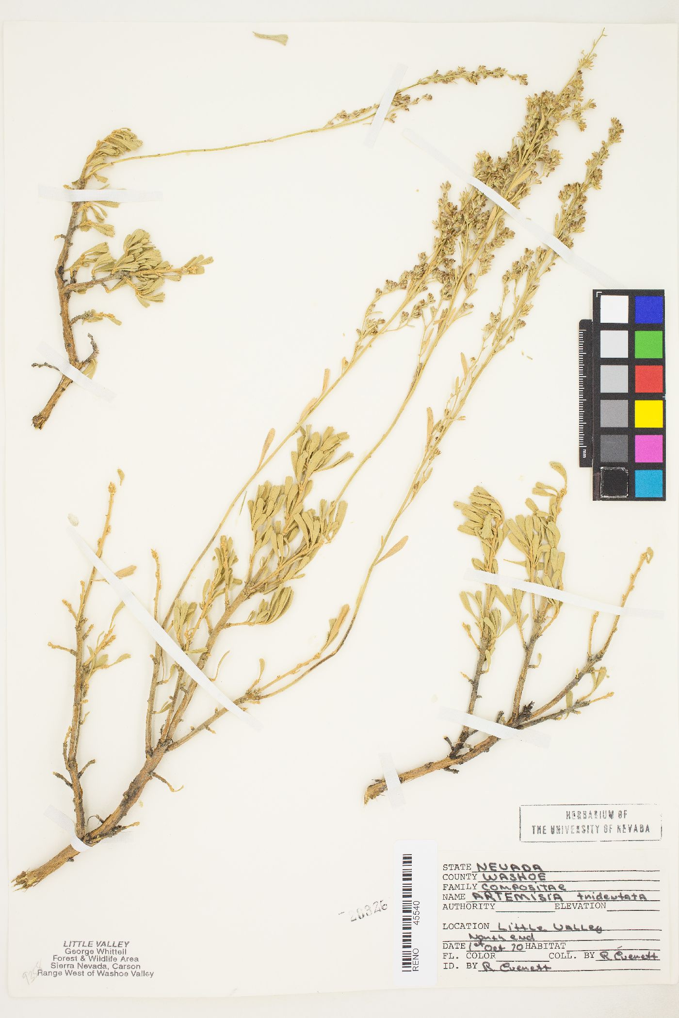 Artemisia tridentata var. tridentata image