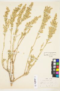 Artemisia tridentata image