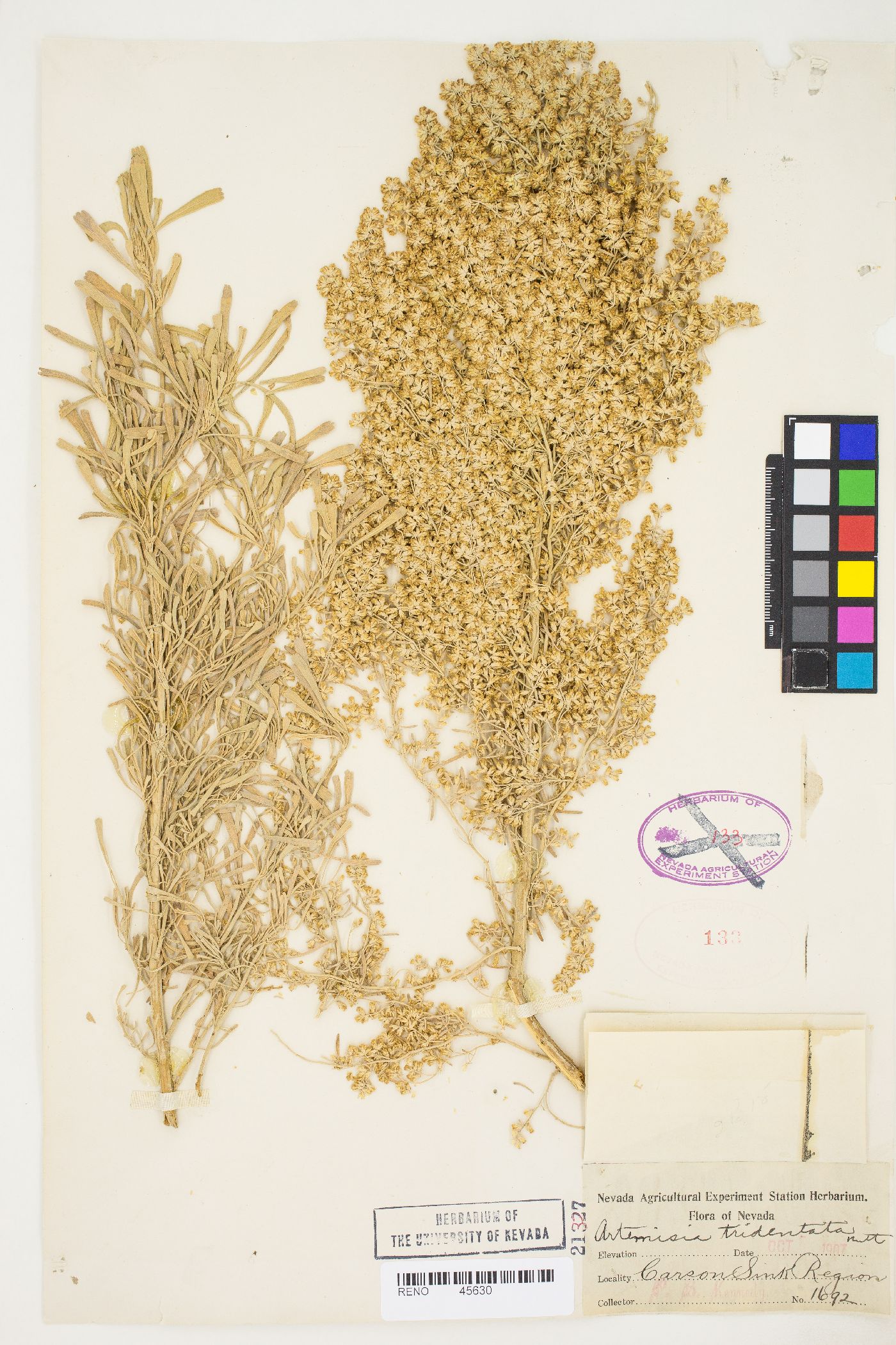 Artemisia tridentata var. tridentata image