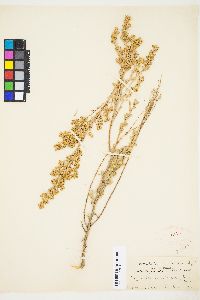 Artemisia tridentata var. tridentata image