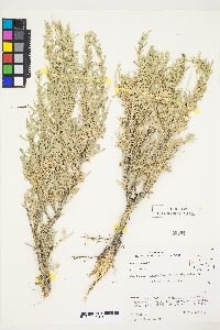 Artemisia tridentata subsp. wyomingensis image