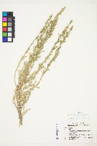 Artemisia tridentata var. tridentata image