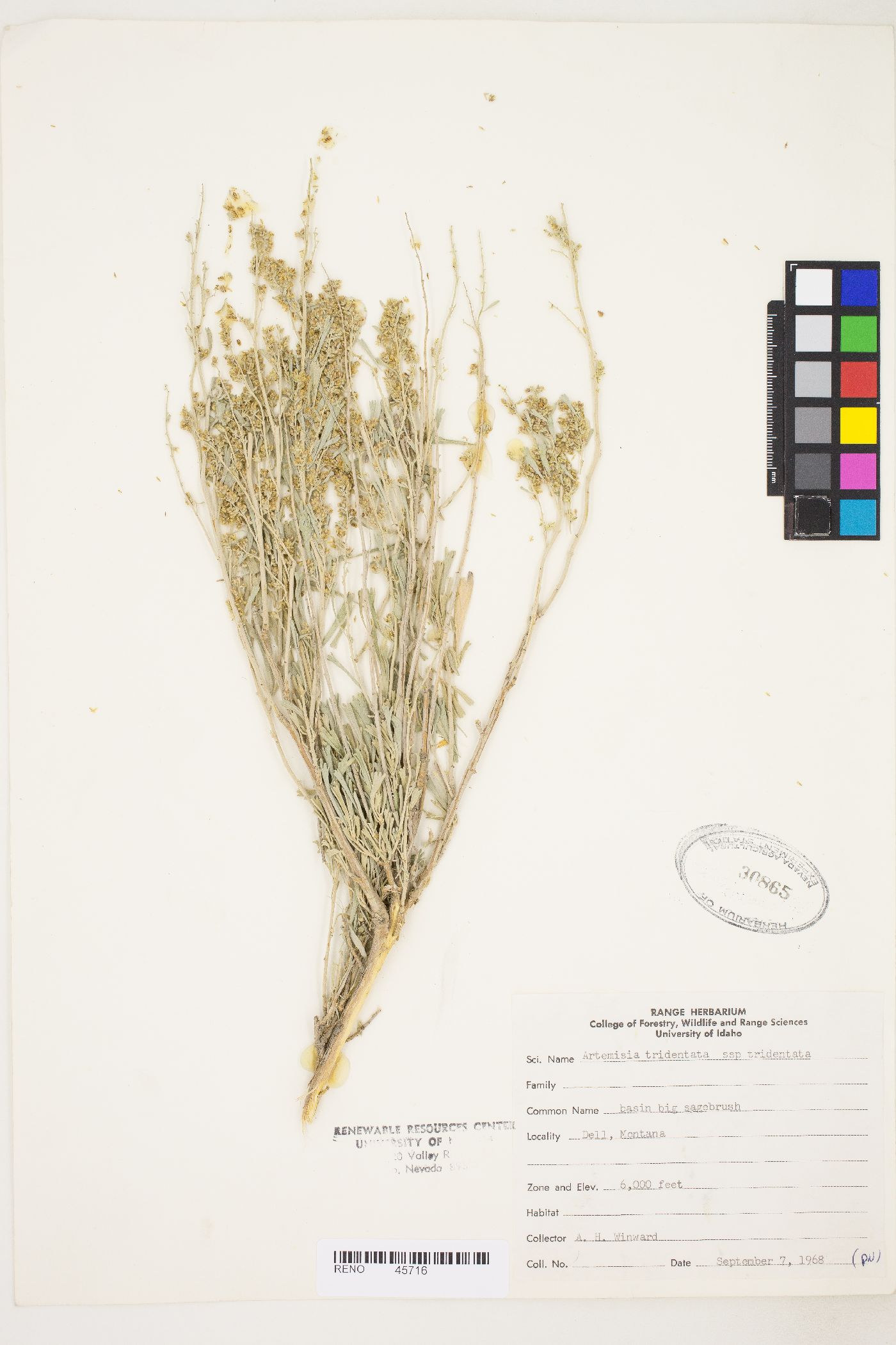Artemisia tridentata var. tridentata image