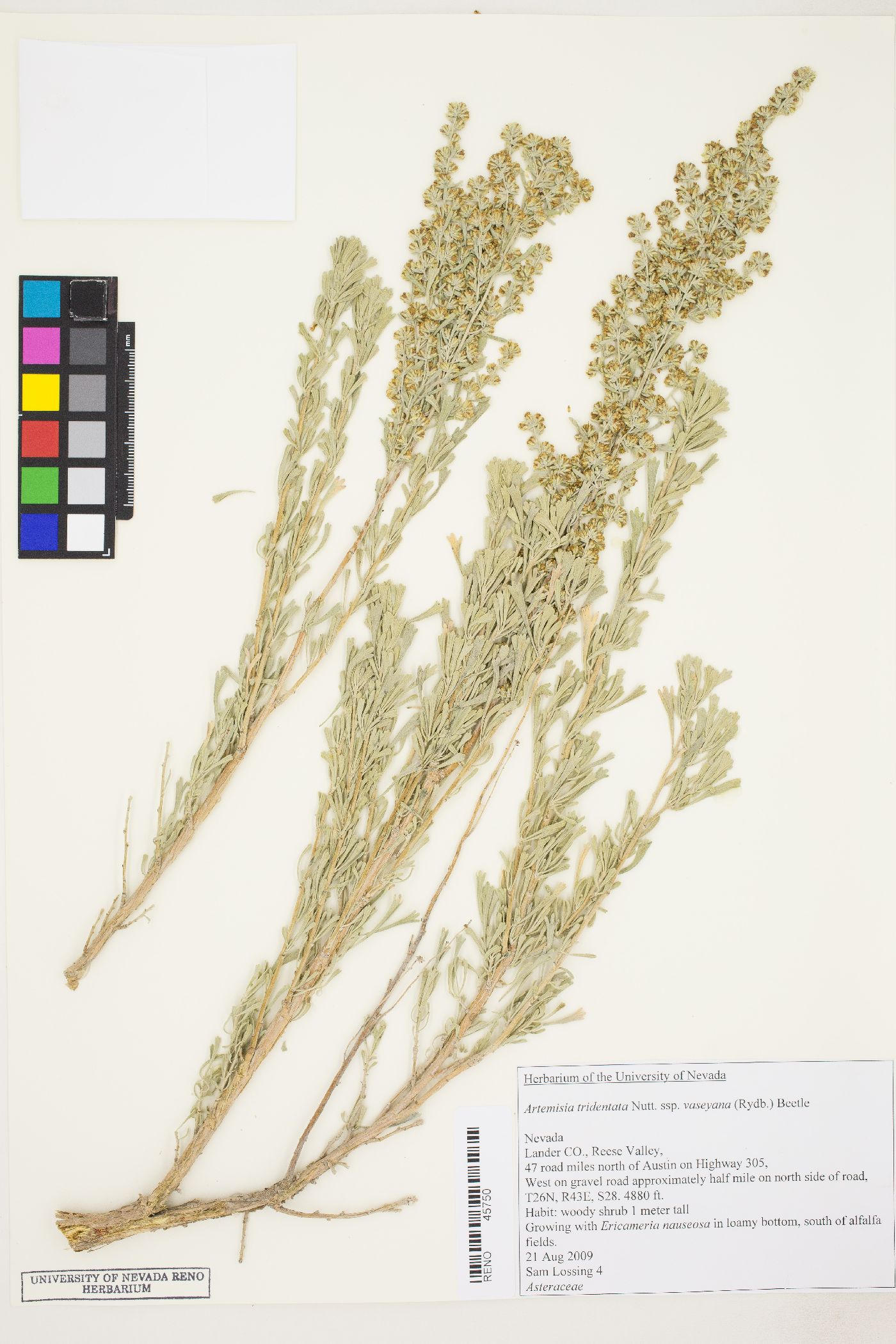 Artemisia tridentata var. tridentata image