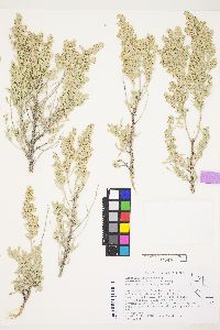 Artemisia tridentata image