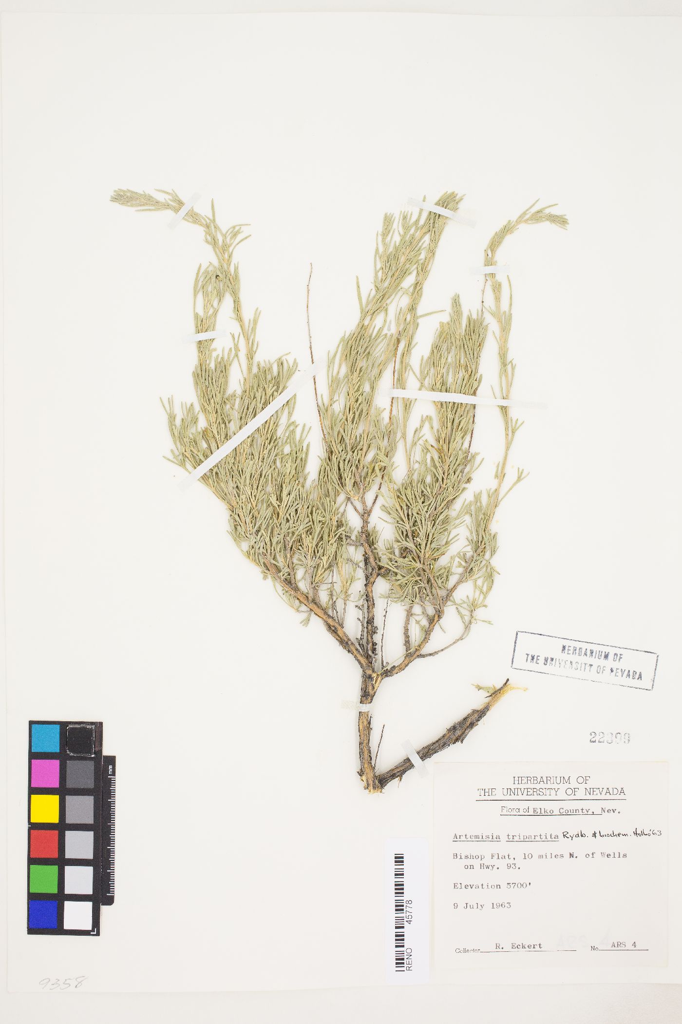 Artemisia tripartita var. tripartita image