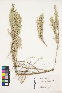 Artemisia tripartita var. tripartita image