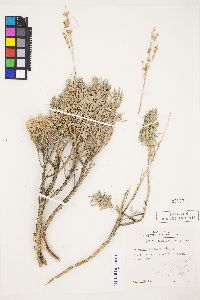 Artemisia tripartita var. tripartita image