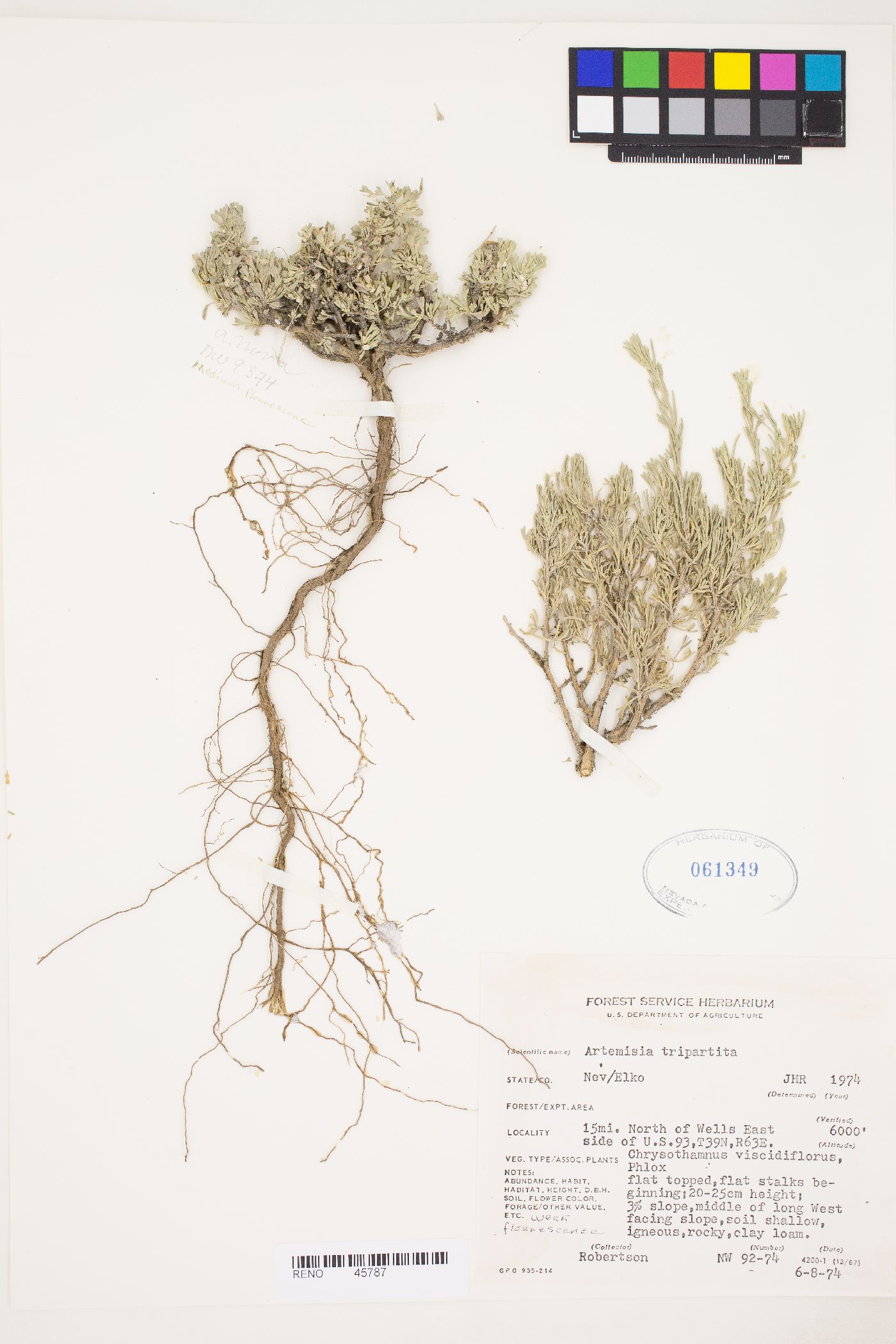 Artemisia tripartita var. tripartita image