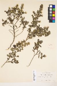 Baccharis pilularis image