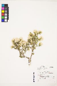 Baccharis pilularis image