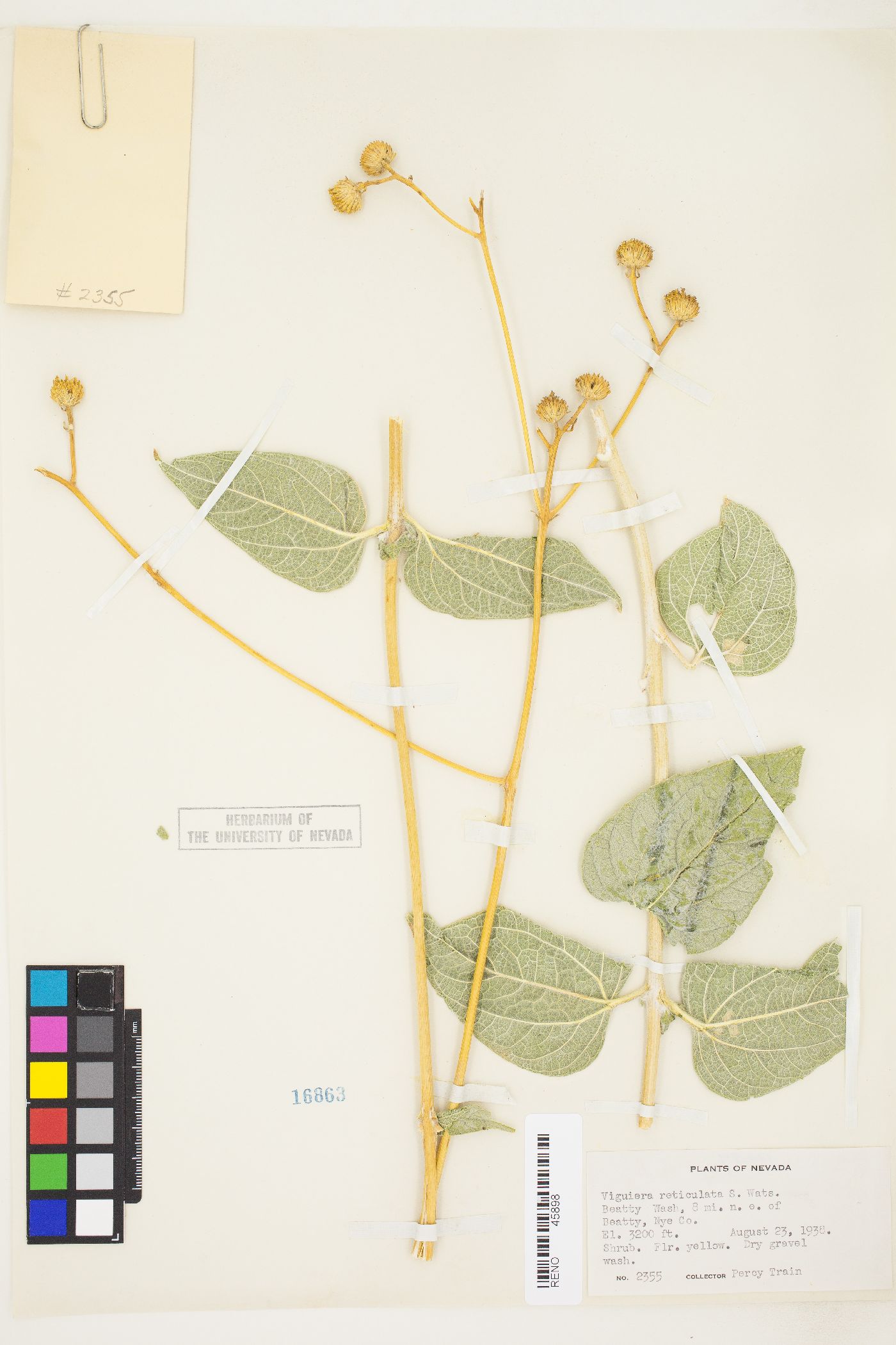Bahiopsis reticulata image