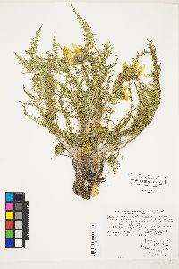 Balsamorhiza hookeri var. hirsuta image