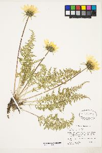 Balsamorhiza hookeri image