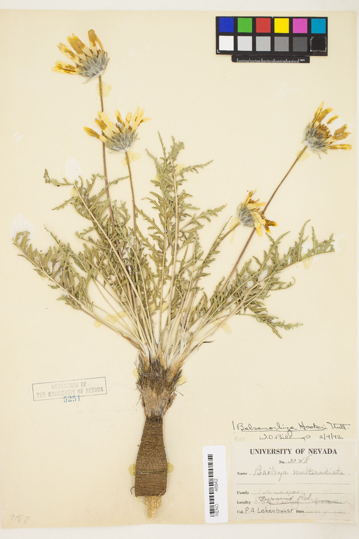 Balsamorhiza hookeri var. neglecta image