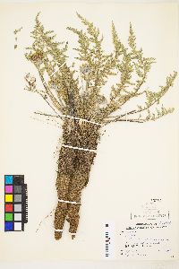 Balsamorhiza hookeri var. neglecta image