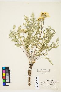 Balsamorhiza hookeri var. neglecta image