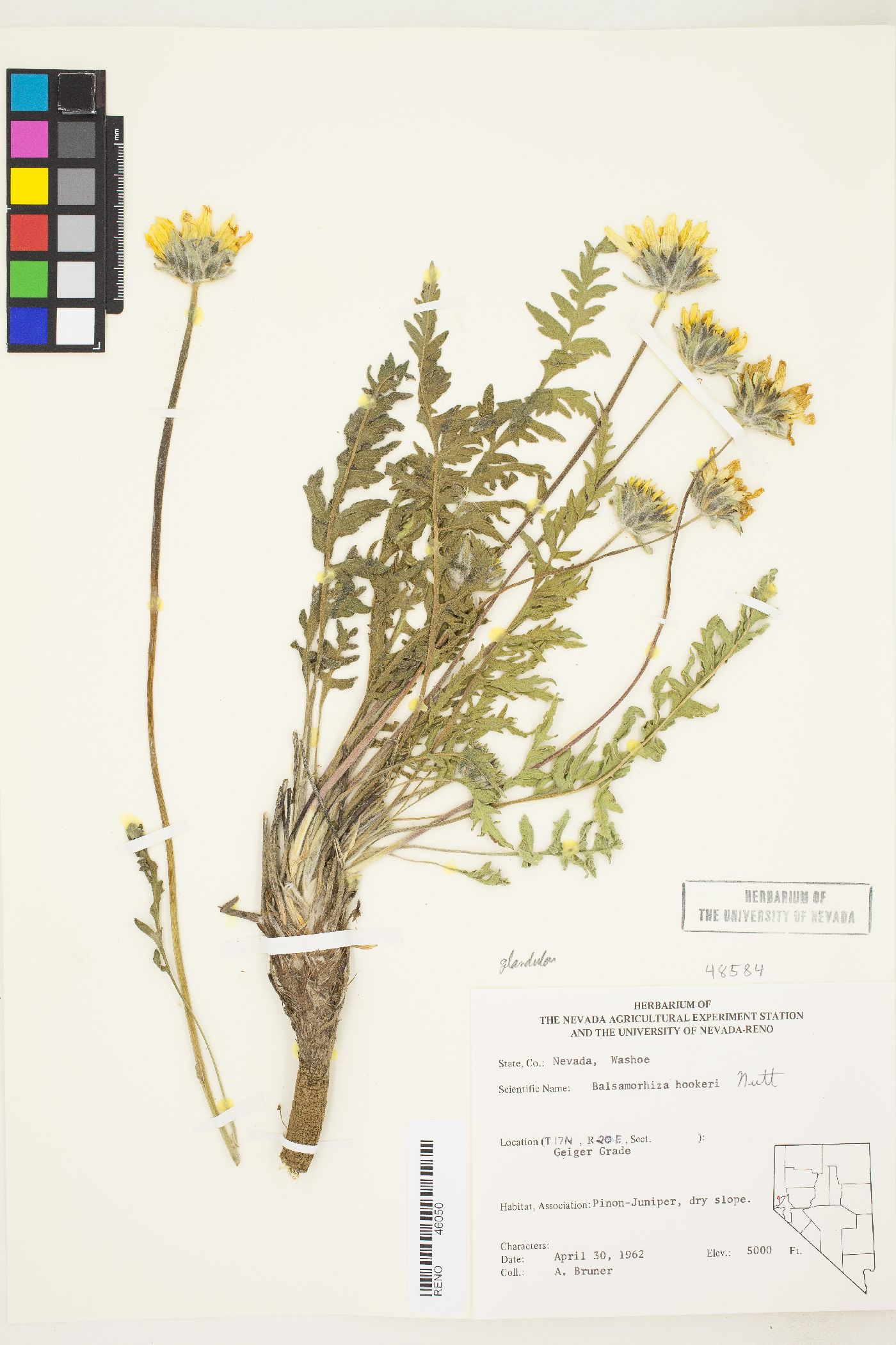 Balsamorhiza hookeri image