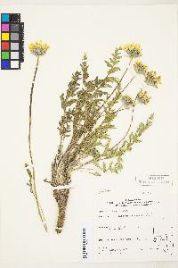 Balsamorhiza hookeri var. neglecta image