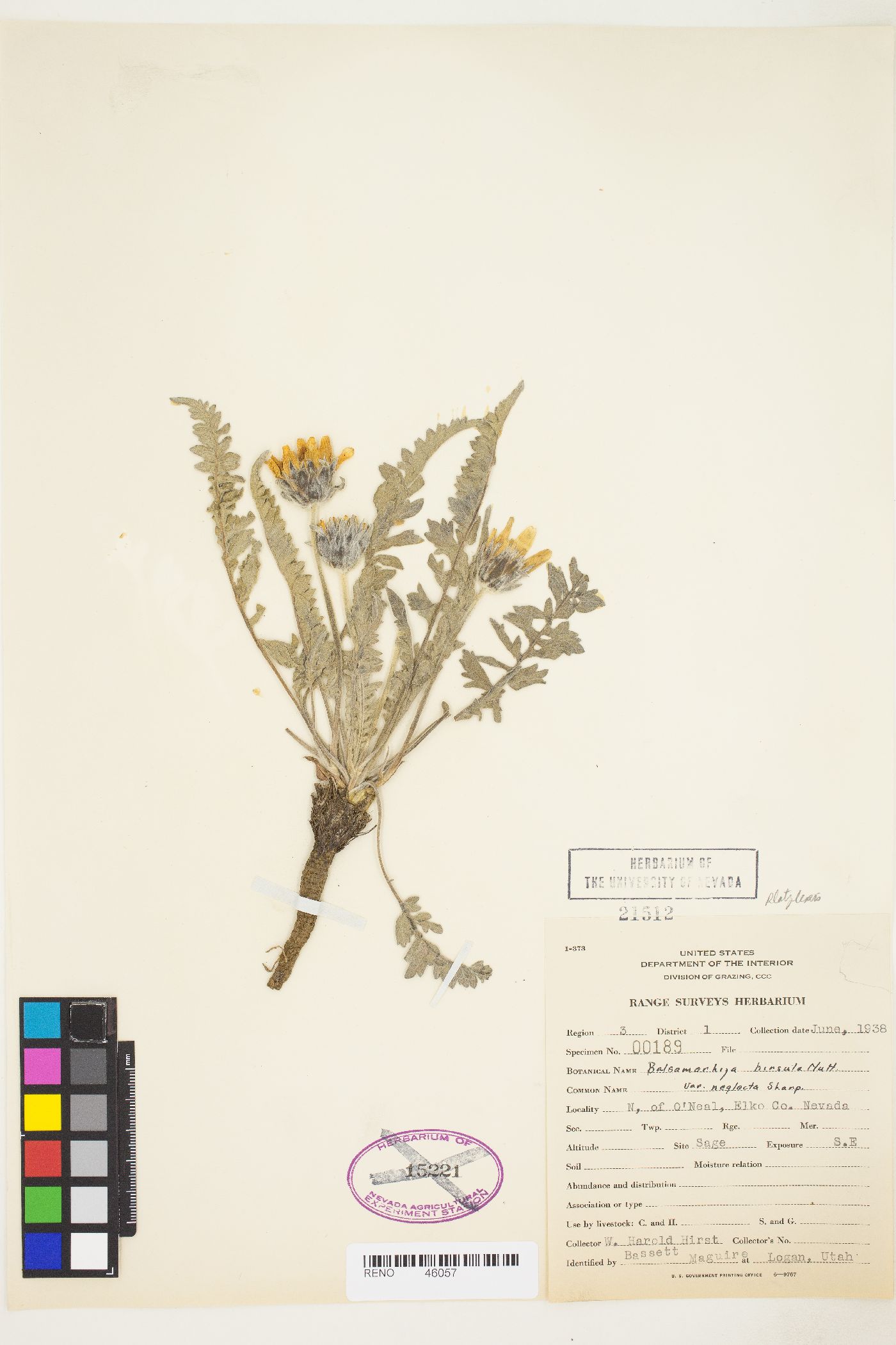 Balsamorhiza hookeri var. neglecta image