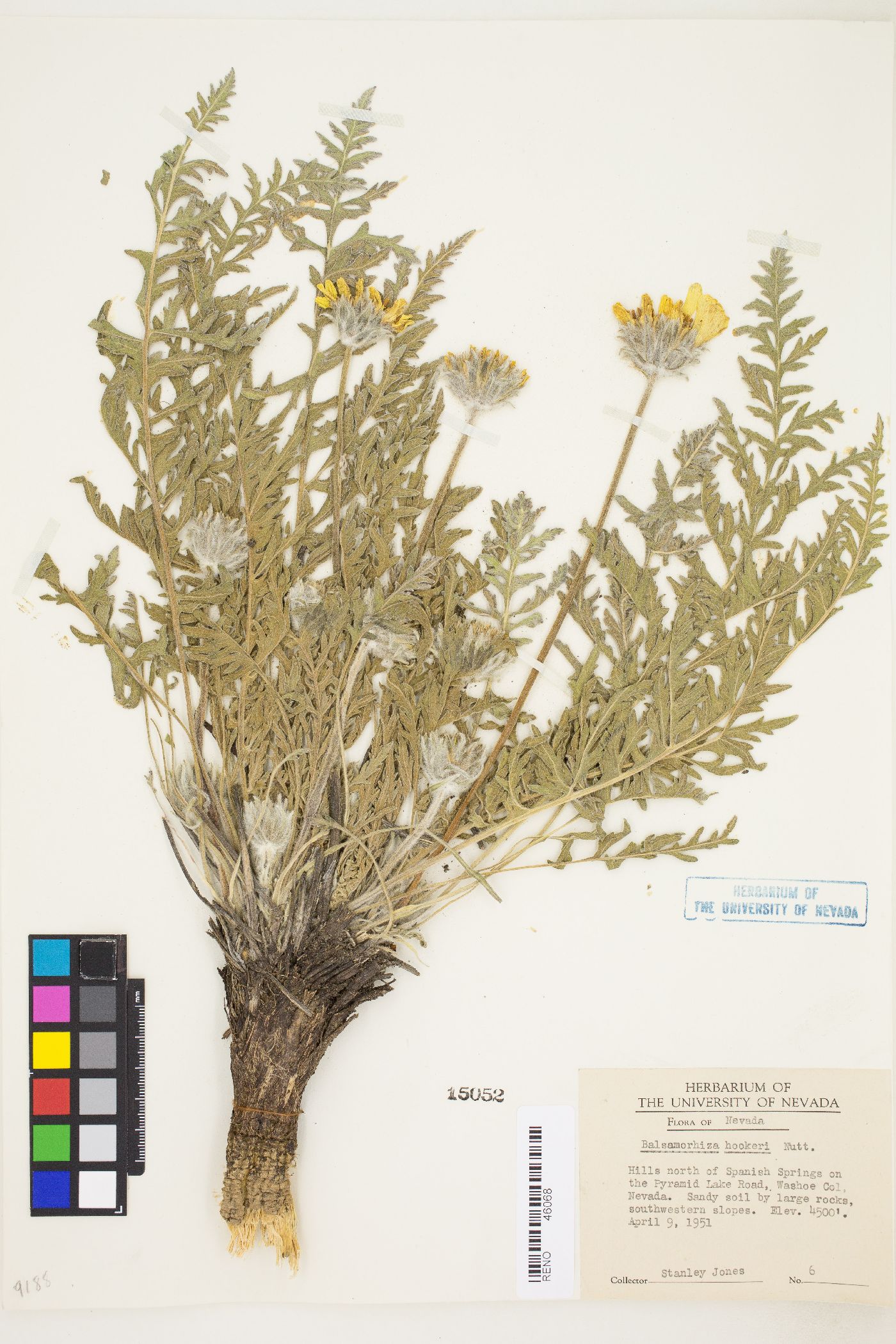 Balsamorhiza hookeri var. neglecta image