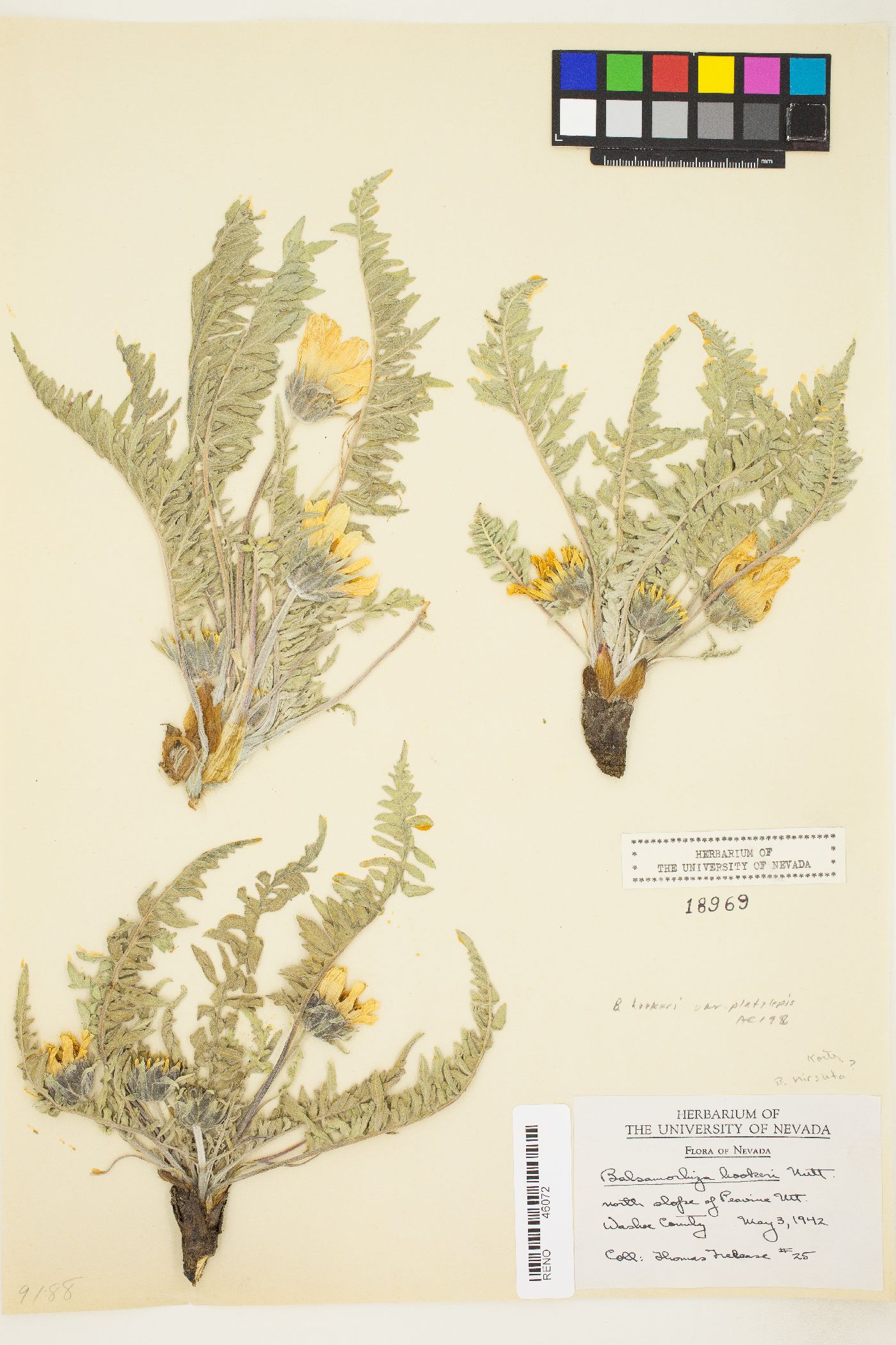 Balsamorhiza hookeri image