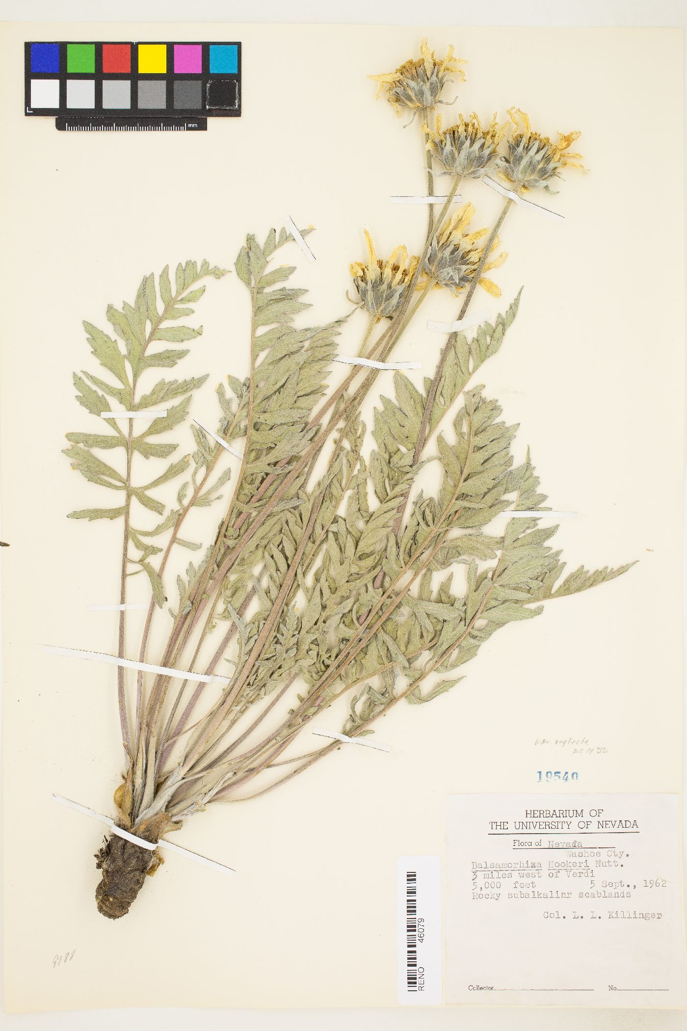 Balsamorhiza hookeri var. neglecta image