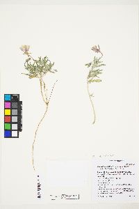 Oenothera californica image